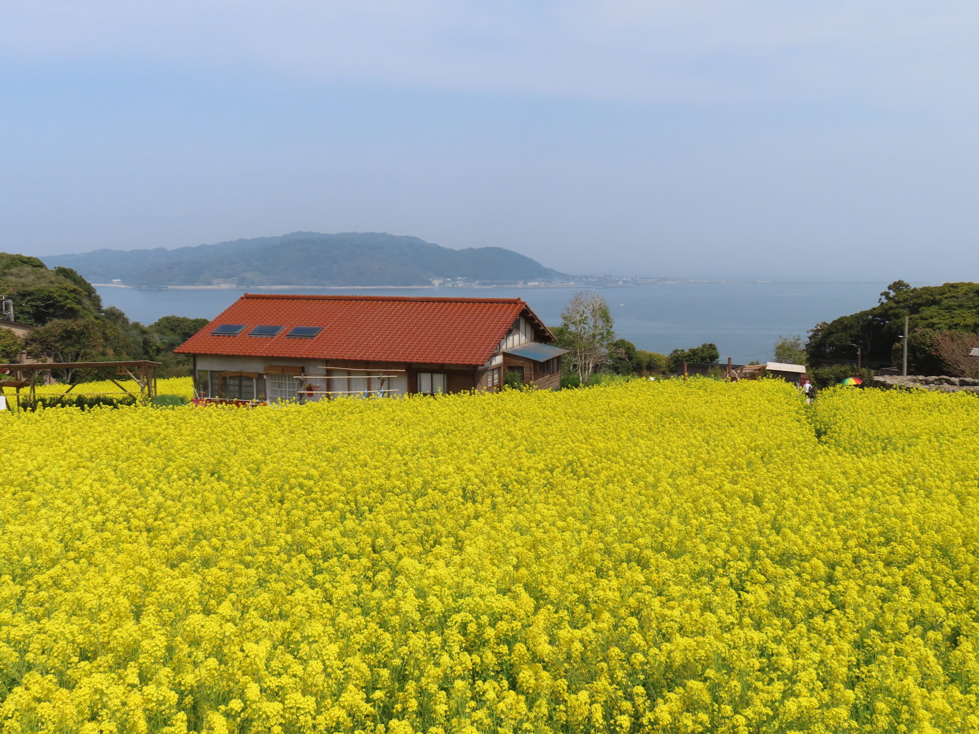 Canon PowerShot SX740 HSで撮影した菜の花畑と海・島影の風景の作例
