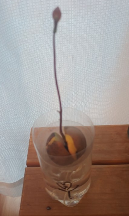 食べたあとのアボカドの種をペットボトルで水栽培。芽と茎が伸びている様子