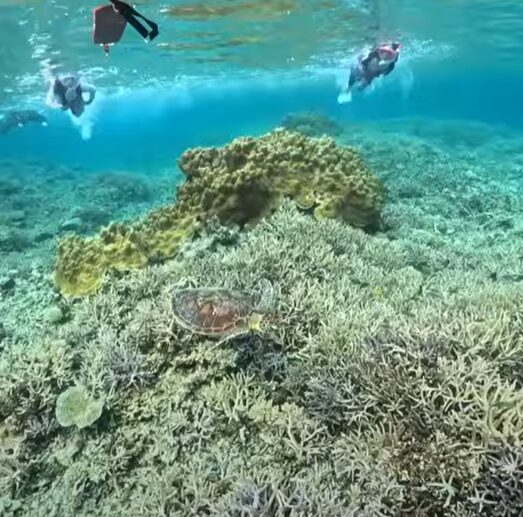 サンゴ礁の上でくつろぐウミガメと、水面からシュノーケリングで見下ろす家族