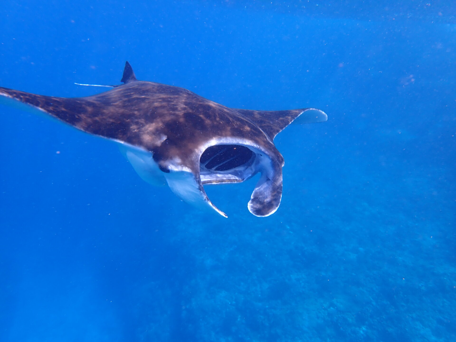 海の中を泳ぐマンタを下から見上げた写真