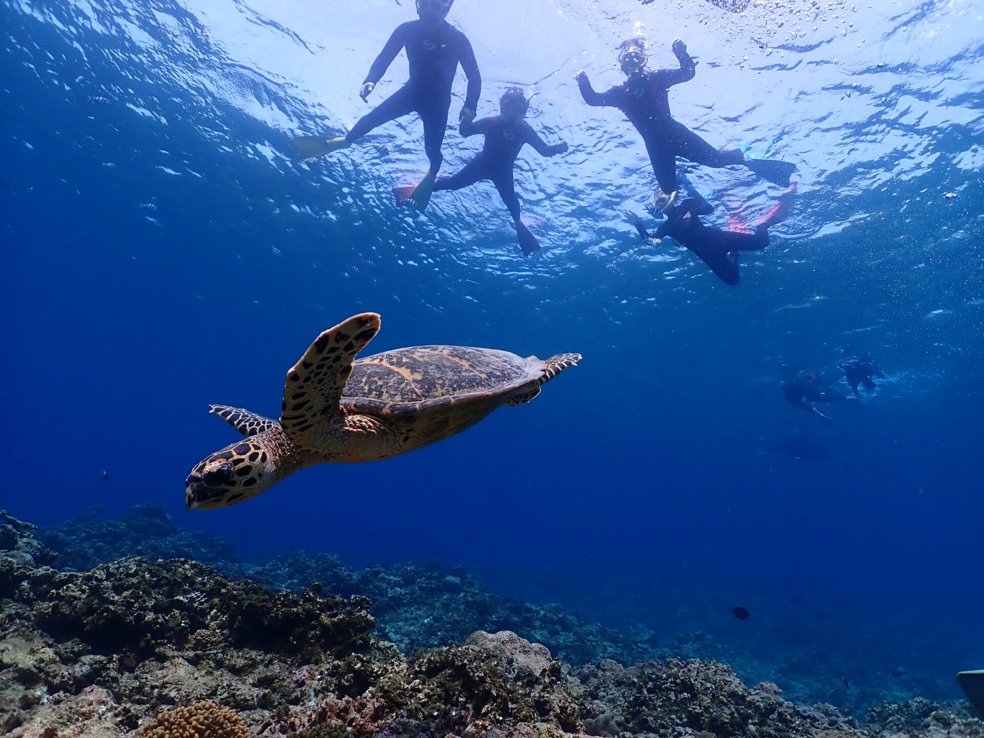 慶良間諸島の海でシュノーケリングをする人たちとウミガメ